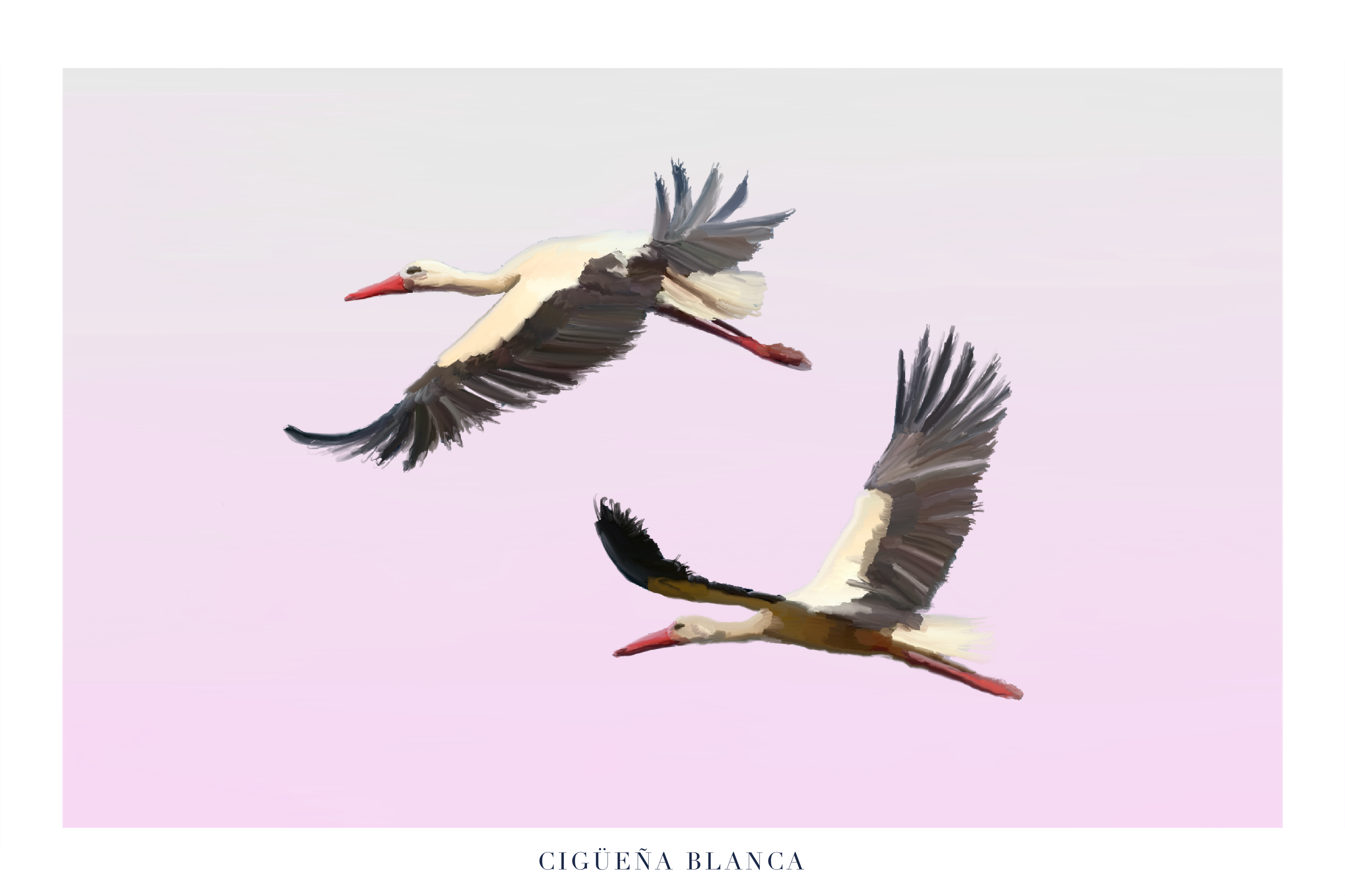 Cigüeña Blanca
